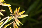 Sharpscale flatsedge